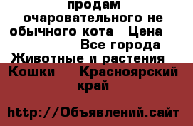 продам очаровательного не обычного кота › Цена ­ 7 000 000 - Все города Животные и растения » Кошки   . Красноярский край